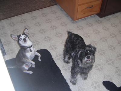  these are my 狗 the one standing up in 9 the one sitting is 7 the one thats standing is oscar the one thats sitting its zoe
