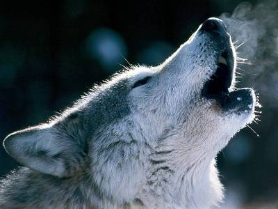  Wolf. They are very beautiful and I Amore them. Just look at my username!