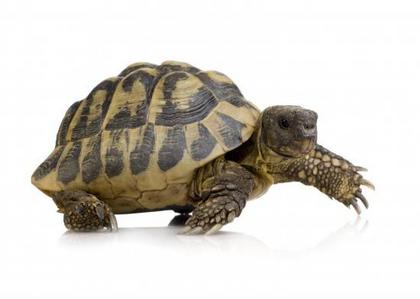 Tortoise <3