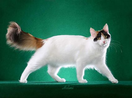 Housecat-wise, I would be one of these. ^^ A Turkish Van. I've always loved them. One of my former cats looked exactly like one, but his fur wasn't as long.