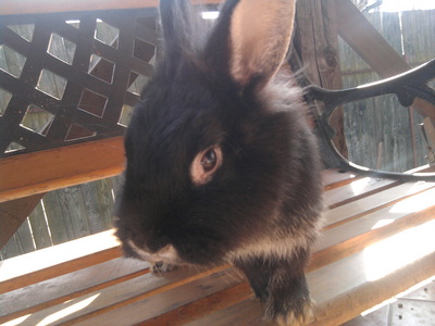 I love this pic of my bunny :)