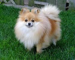 Makin me heart broken, i wanted a pom for chrismas but i cant have one til late janurary but then my friend said im NEVER gonna get a pomeranian, i know im old enough not to be say about that but i NEVER a a small dog in my LIFE (i wanna pomeranian that looks like the one in the pic) and YES TO CUTE!!! :D :D :D