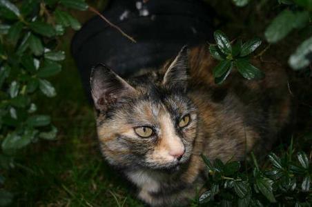  this is my personal cat in the clan Moonstream a tortiseshell she-cat with yellow eyes.