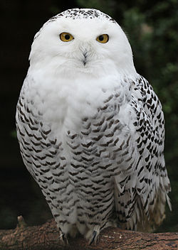  Does Hedwig count? <3 R.I.P. *sniffle*