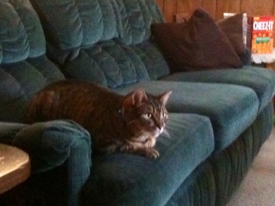  My cat gilbert waching tv!