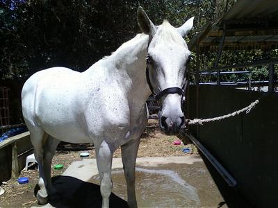  this is apollo he is half my horse^^