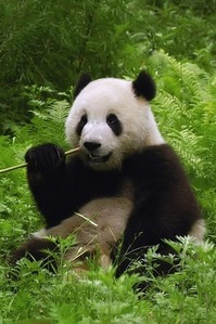  A Panda menanggung, bear