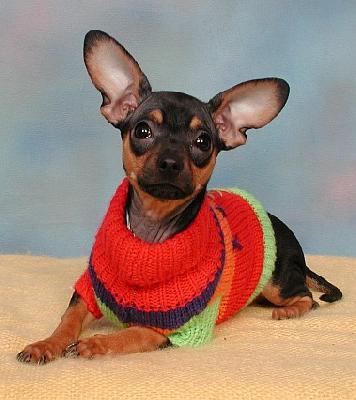  how bout a chipin chiot (chihuahua - miniture pinture mix) they are sooo cute heres a picture