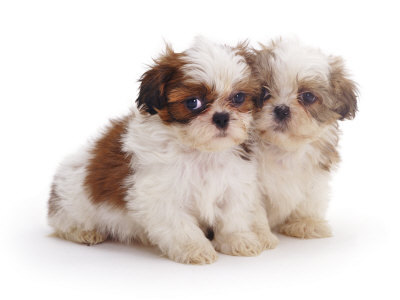  I am allergic to most dogs. So we got two hypoallergenic dogs. They are the sweetest, most delightful additions to the family and everyday I प्यार them और and और <3. We have two shih tzu, शिह त्ज़ु, shih-tzu pups! They're amazing, friendly and docile creatures. We've had them for 5 years and I've had no problems whatsoever with my allergies XD