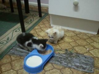  awwww his so fluffy <3 as for names, Rusty, Riley? and heres a pic of my gatinhos when they were only a few weeks old <3