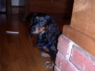  I have a miniture female black dachshund. I l’amour her!!