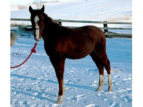  Name: Glory B2 Breed: Oldenburg Gender: Stallion Color: castagna, castagno Height: 16.3 hh Temperament 2 (1 - calm; 10 - spirited) data of Birth: April 15, 2011 Age: 1 Registered: Yes Location: Campbellford , ON K0L 1L0 Country: Canada