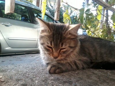  This is my cat Pofi. She is so smart :)(This foto Pofi is sleeping.)