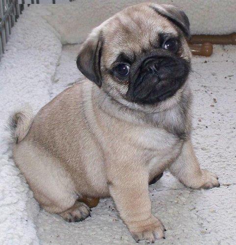  I used to have a pug! SO CUTE!