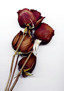  dead गुलाब XD