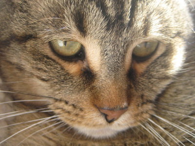  (I'm guessing anyone can post? :) This is my cat, Giselle. ^-^ (one of the many Pusa I own... X3)