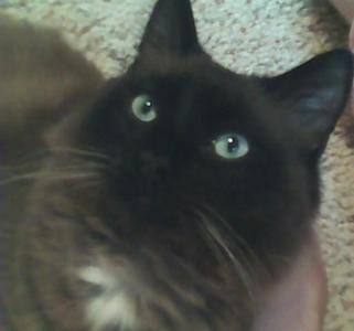  This is me and my familys cat Java :3.