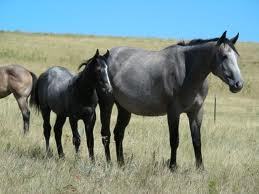 this is my 2 dream horses. 2 blue roans, my second favorite horse color after buckskin.