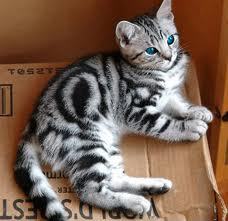  Can i b ur Medicine cat Name Rainspots Pelt Gray w/ Black stripes and underbelly Eyes Blue almost gray Rank Medicine Cat