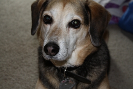 This is my dog Meeko.
He's a beagle mix.   :)