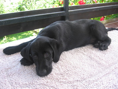  Here's my dog, his name is Kimi and he is a mix between a Labrador and some other kind, but we dont' know which. :)