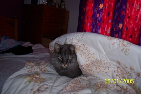  My kitty!!! Tucked up in a blanket....awww But he wasn't smiling!
