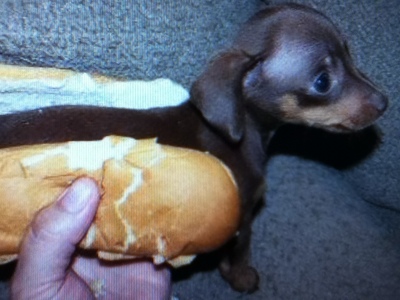  A dog in a hotdog bun.....