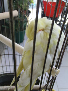  Two names of my cockatiel are Hedwig Fawkes. I called her those names because Hedwig and Fakes are my kegemaran pets from HP.For me, it's like another way to admire those wonderfull birds, because my Cocky is a lovely bird too.
