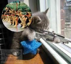  sniper!kitten iz hidin in ur bildinz shootin ur dawgs^-^