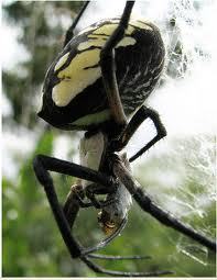  Well....i have arachnaphobia so this is what i thought of