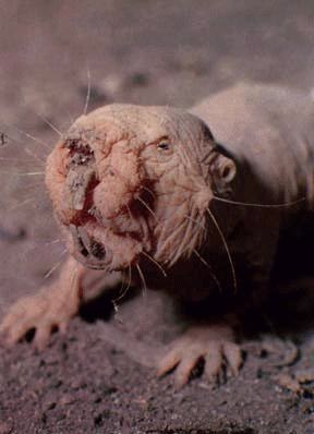 That, is a naked mole rat