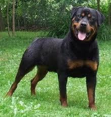  Rottweiler, not a fã of cute "toy" sized dogs. Every dog has a original purpose but I like Rotts because they are powerful and protective cachorros and they do well with their family.