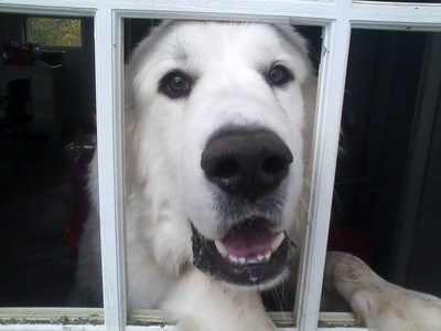 Labs, German Shepard, Great Pyrenees, and Husky. This is a Great Pyrenees named Badger.