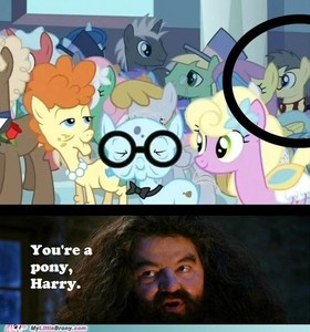  Potter. Potter Everywhere. Ponies. Ponies Everywhere.