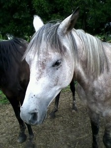  OMG!!!! wewe got a horse!!!! That is soooo cool!!! I have one too!