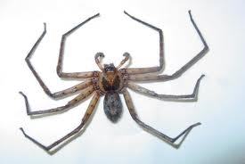 nope. Has this?

That awful moment when you are an arachnophobic and you see a huntsman spider in your bedroom.