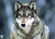  My patronus is a Wolf! :)