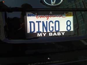  dont know what a dingo is, but whatever it is 펀치 it in the stomache and it will cough up ur baby