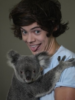 You must admit, koalas are rad.