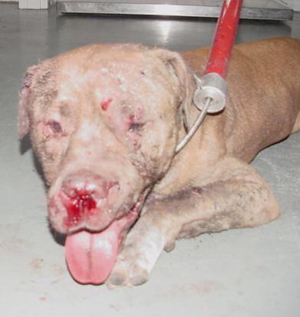  Those people just don't care! They believe that animals were meant to serve them and that they can do to them whatever they like! And that is just AWFUL!!! Just look at this! Just kills me in the inside! Imagine what this poor dog has been through...