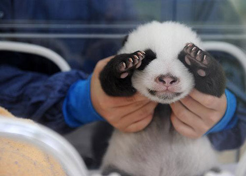  here is mine.how cute is this?panda bears are 1 of my fave animals.Peek-a- boo i see you!!!