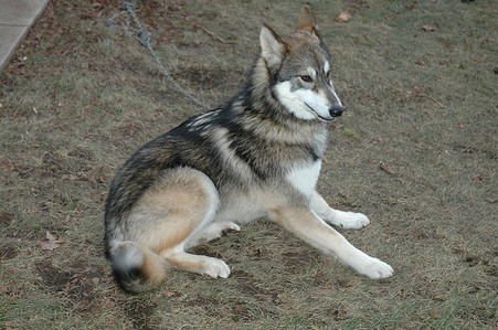  i would be a wolf. this is actually my dog, a wolf-dog hybrid.
