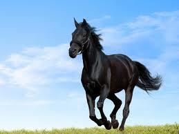  i just 爱情 Horse.........