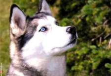  i have two 狗 this is the first one she is a husky and her name is Blue because of her eyes