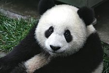  A panda! I'm weird...