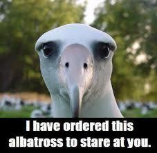  albatross. they are so cool and totally awesome. plus its not like i transform into like an alligator and people flip out. its just an average albatross. ok.