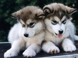  How can i persuade my parents into letting me get a husky?