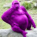  Do anda like purple gorillas?
