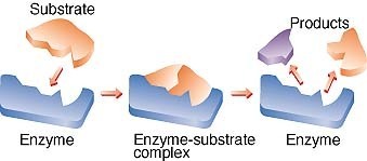 The blue enzym could be made artificialy to boost Kats Digestion
