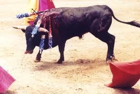 Bull being tortured